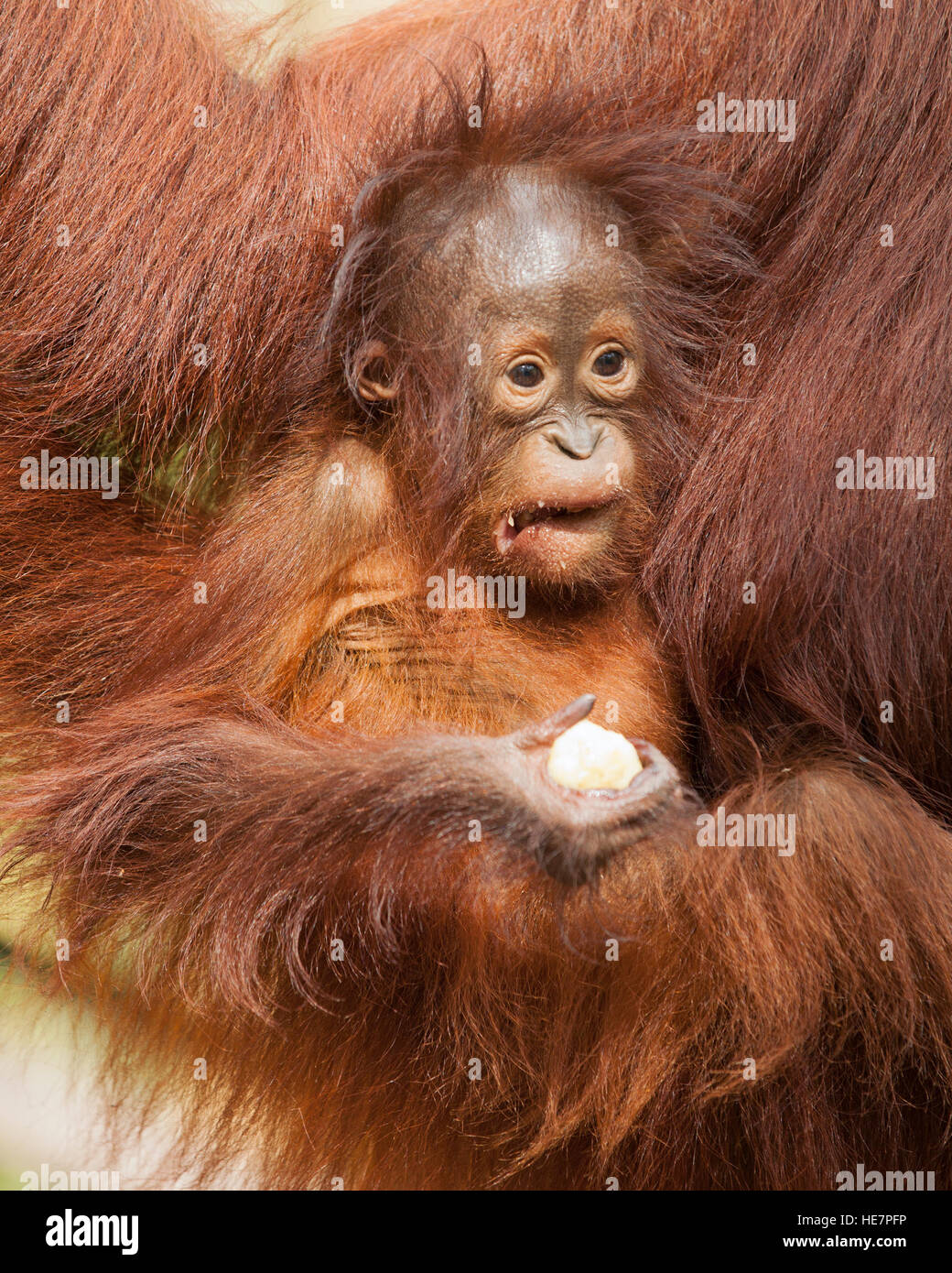 Wild Bornean bebé orangután (Pongo pygmaeus) haciendo una cara mientras agarrando pedazo de banano desde la plataforma de alimentación suplementaria Foto de stock