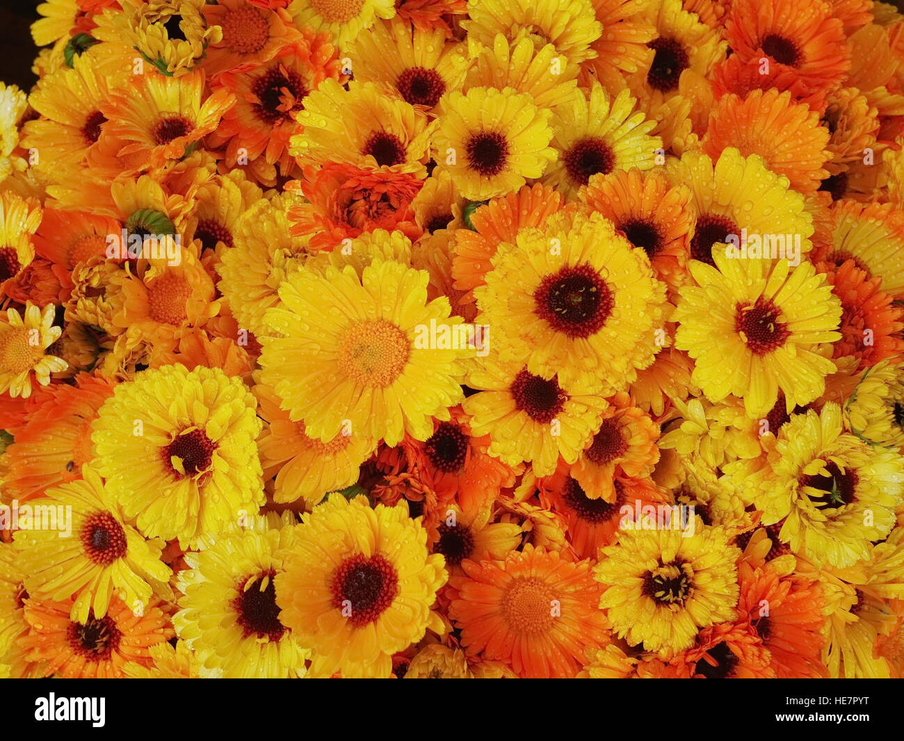 Gerberas naranjas y amarillas fotografías e imágenes de alta resolución -  Alamy