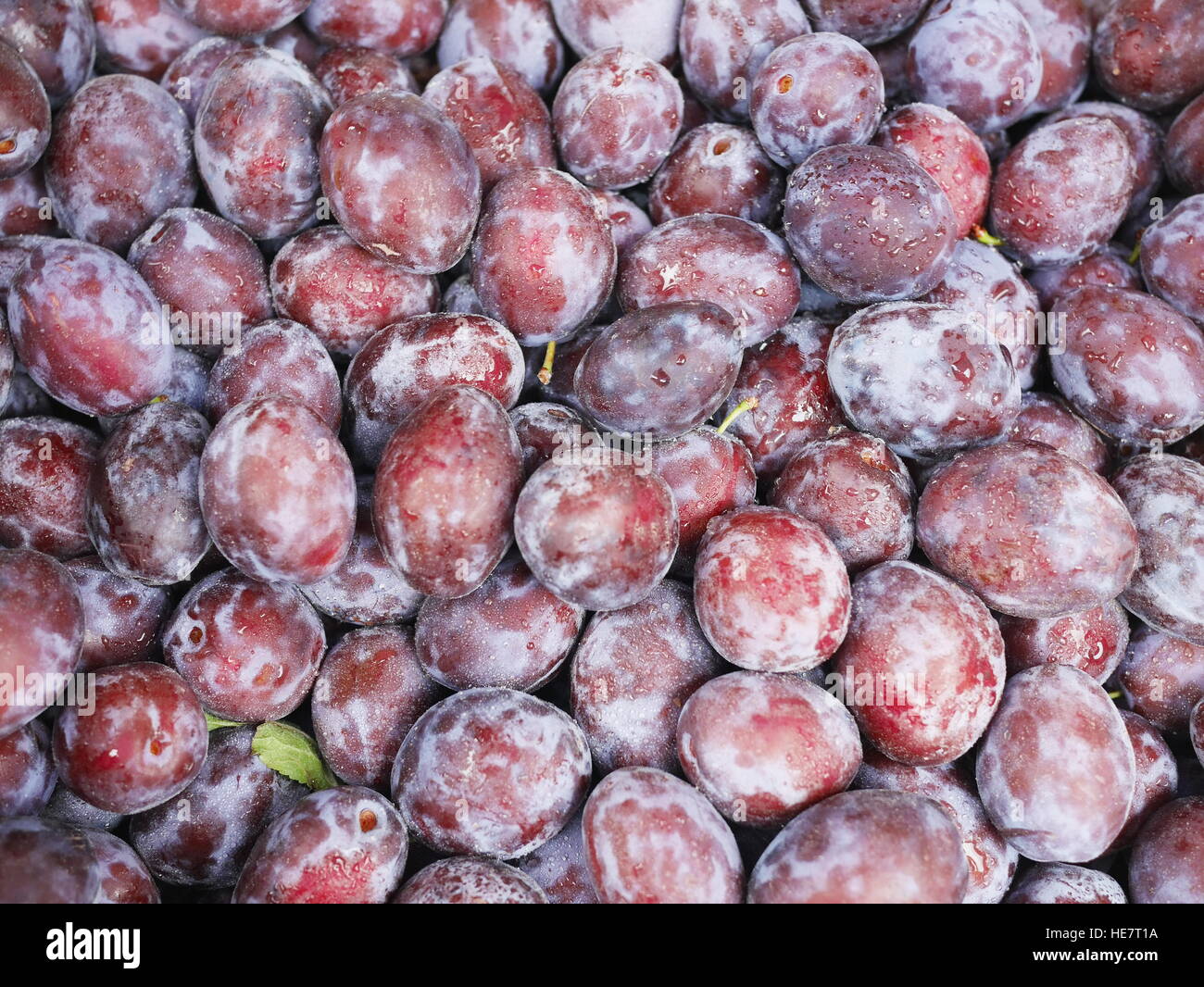 Ciruela de ciruela italiana fotografías e imágenes de alta resolución