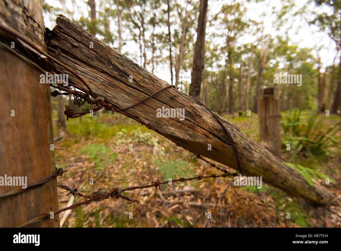 Un viejo cerco roto y alambre de púas en el bosque australiano Foto de stock