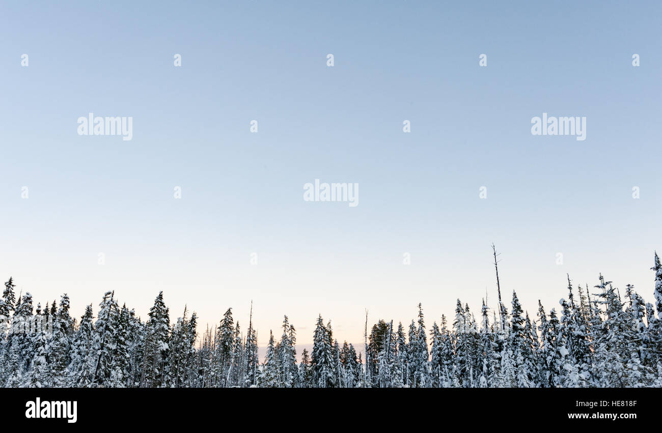 Árboles de hoja perenne cubierto de nieve bajo un cielo azul claro Foto de stock