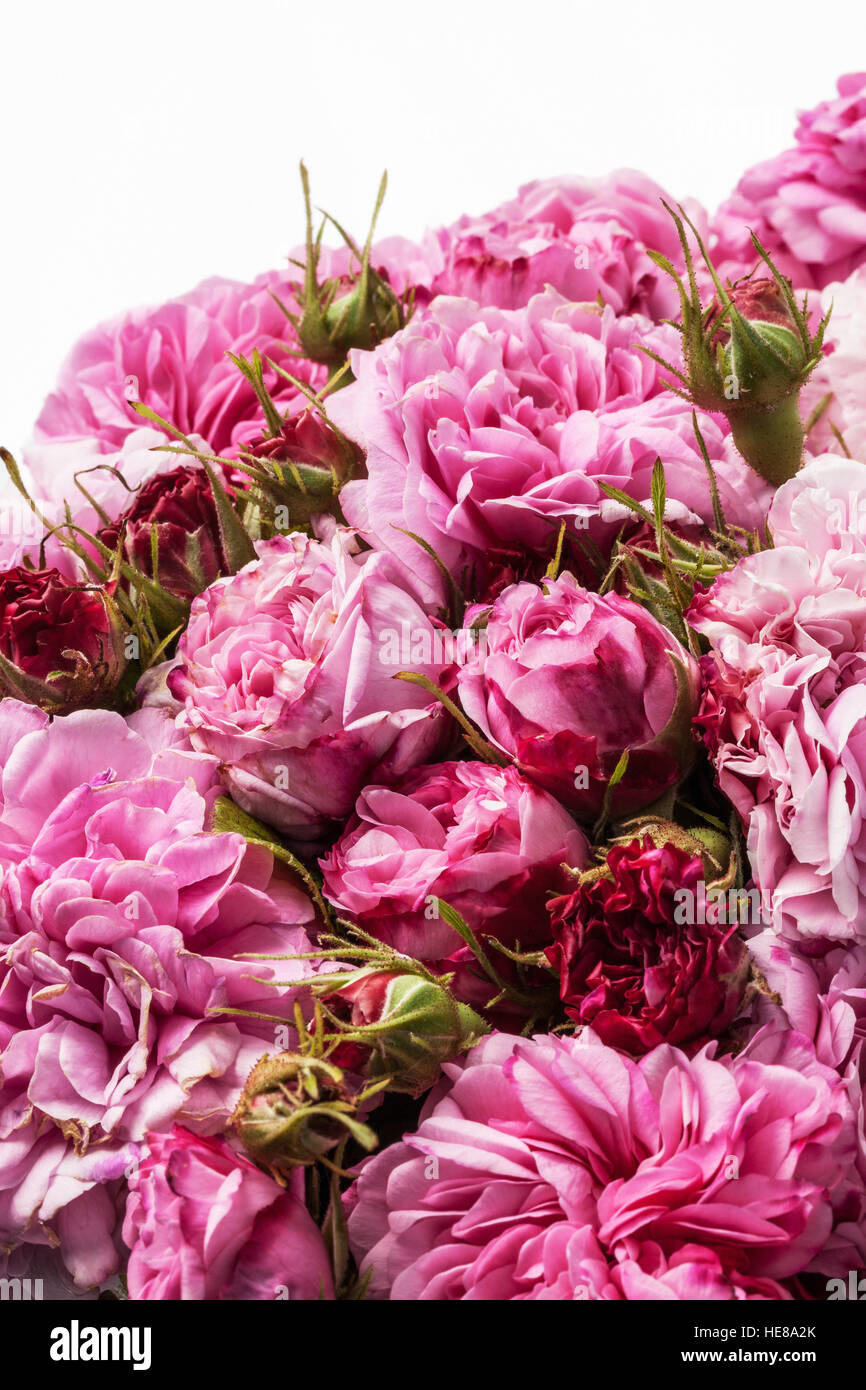 Imagen de rosas rosas aislado en blanco Foto de stock