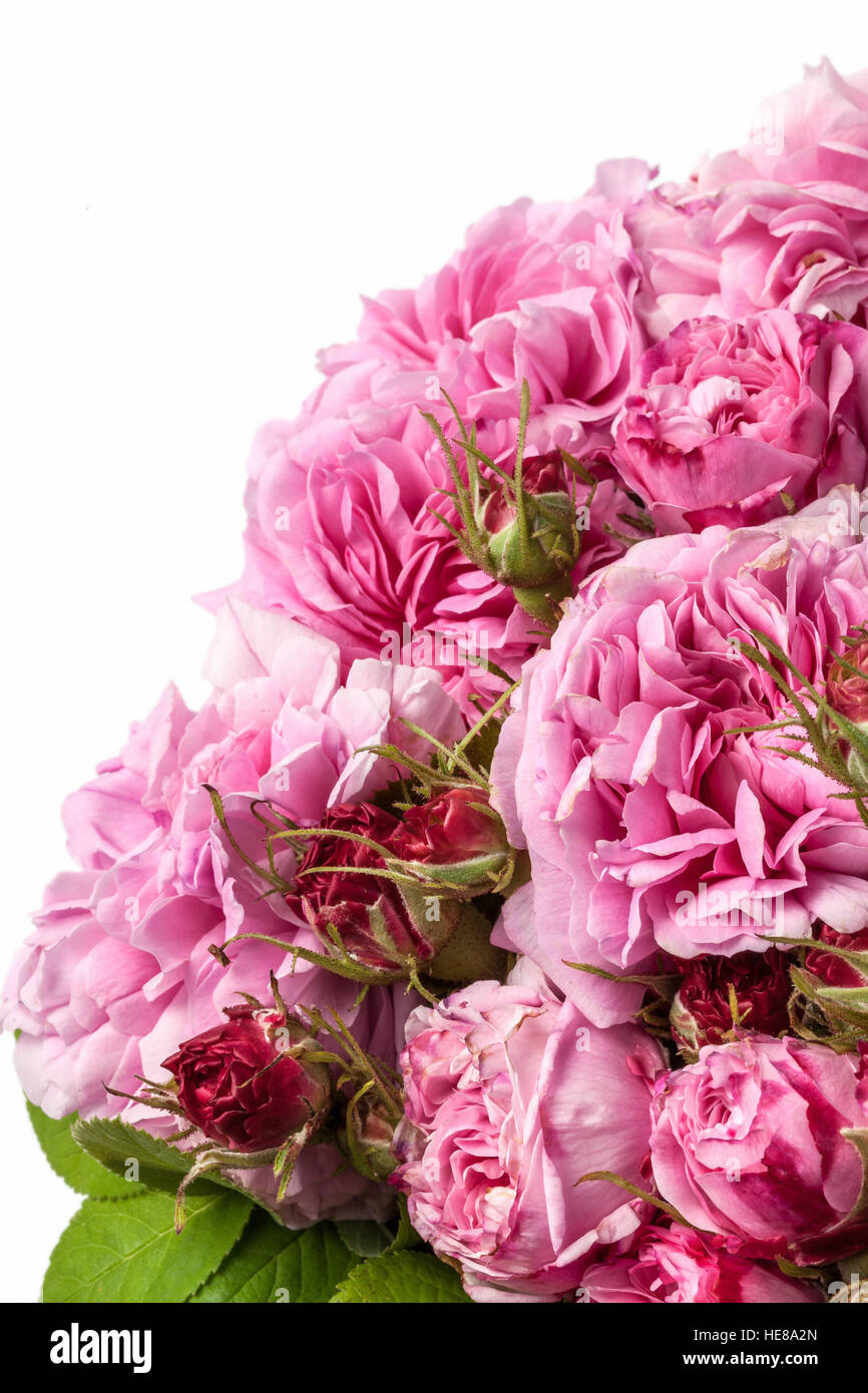 Imagen de rosas rosas aislado en blanco. Foto de stock