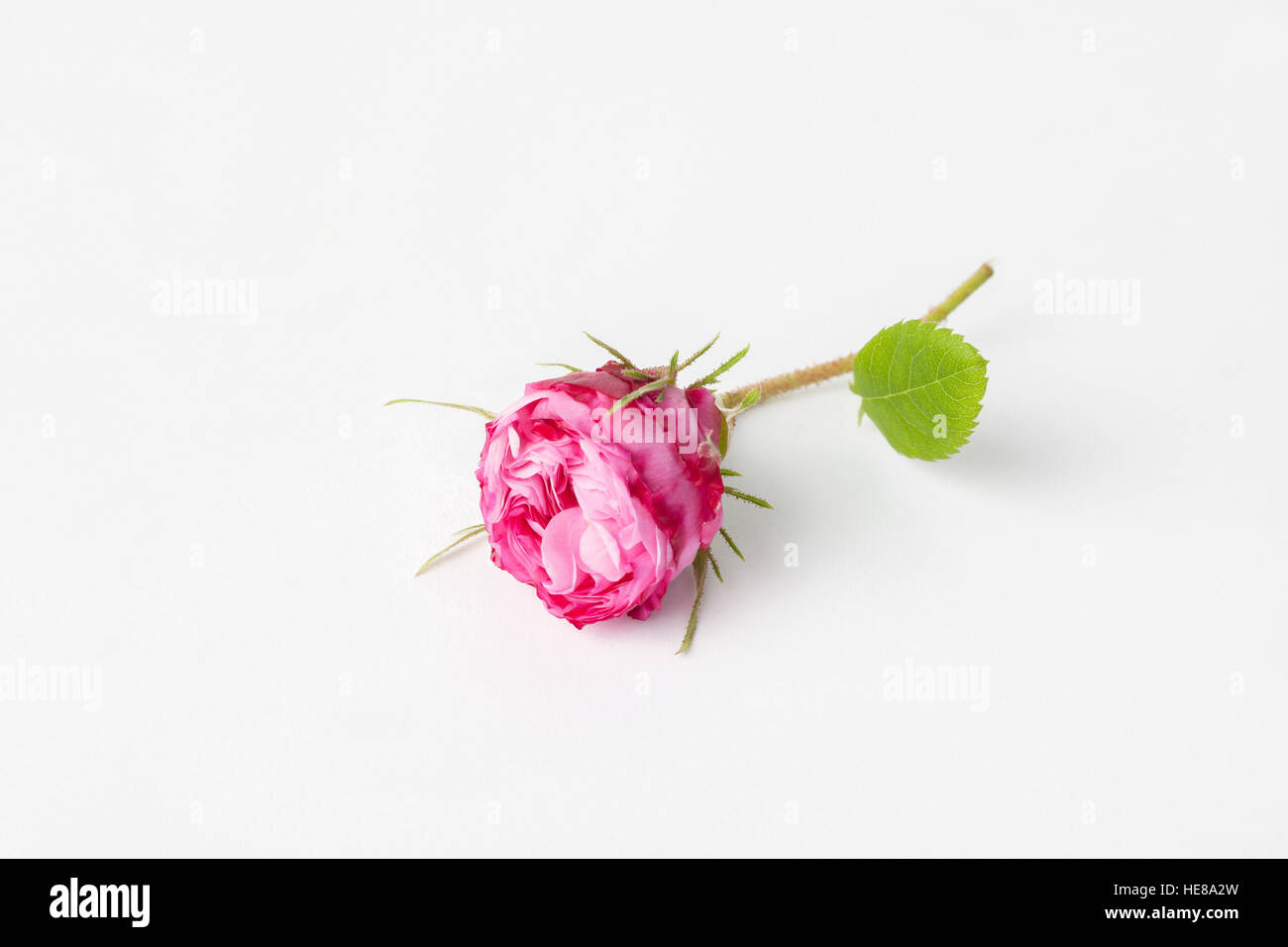 Imagen de fondo de rosa rosa,aislado en blanco. Foto de stock