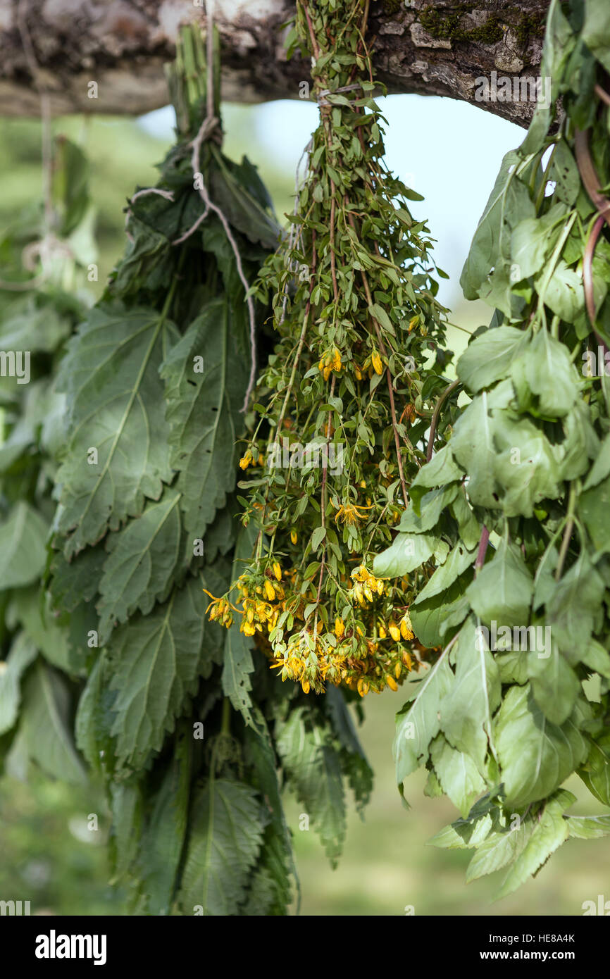 Secado de plantas medicinales: ortiga fresca,St.John's worth, Melissa en una sombra Foto de stock