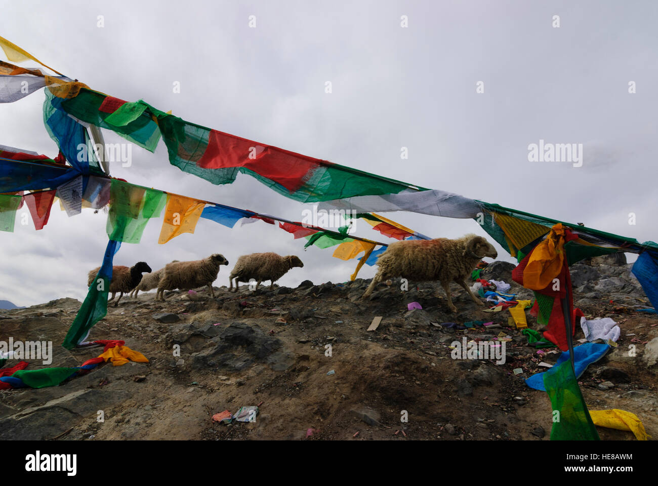 Lhasa: Ovejas bajo banderas de oración en la montaña Bumpo Ri, Tíbet, China Foto de stock