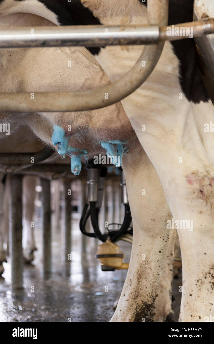 La ubre de la vaca consejos / tetas cubiertas con un germicida azul / espuma antibacterial en preparación para el ordeño. Foto de stock