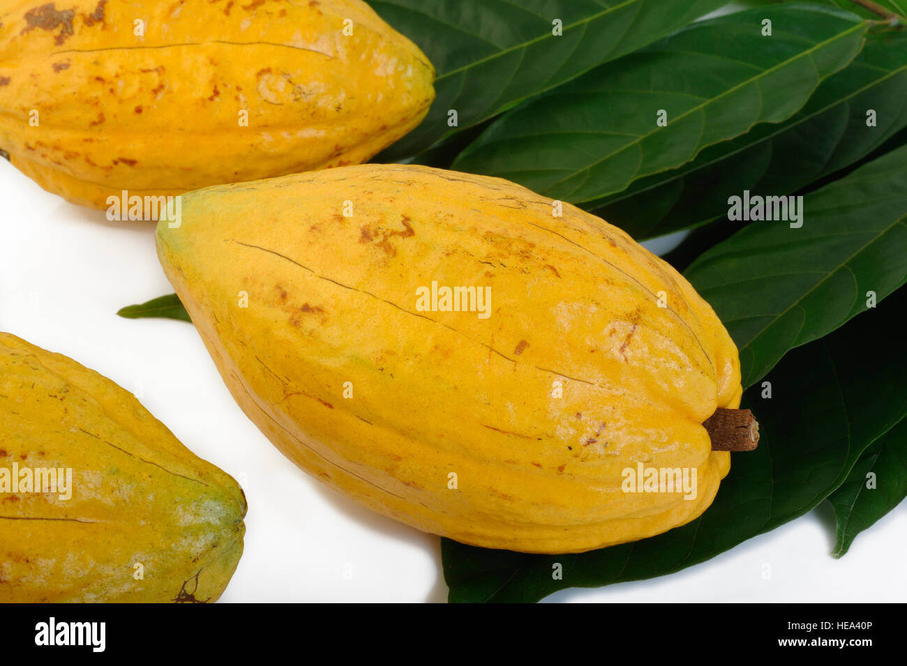 Frutos de cacao con la hoja Foto de stock