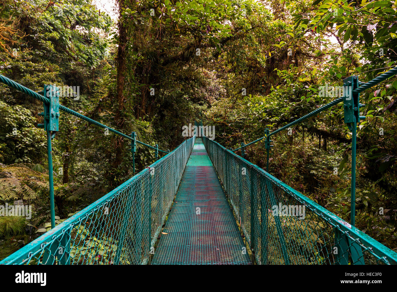 Puente colgante sobre el dosel de los árboles en la zona de Monteverde, Costa Rica, Centroamérica Foto de stock
