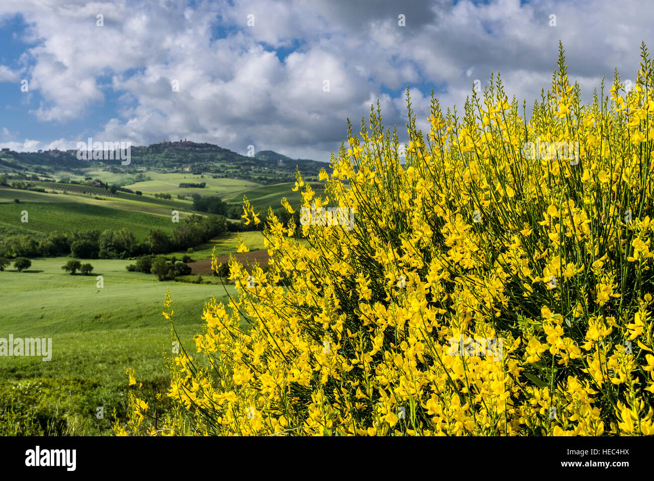 Verde típico paisaje toscano en Val d'Orcia con colinas, campos, árboles y arbustos de retama amarilla y azul cielo nublado Foto de stock