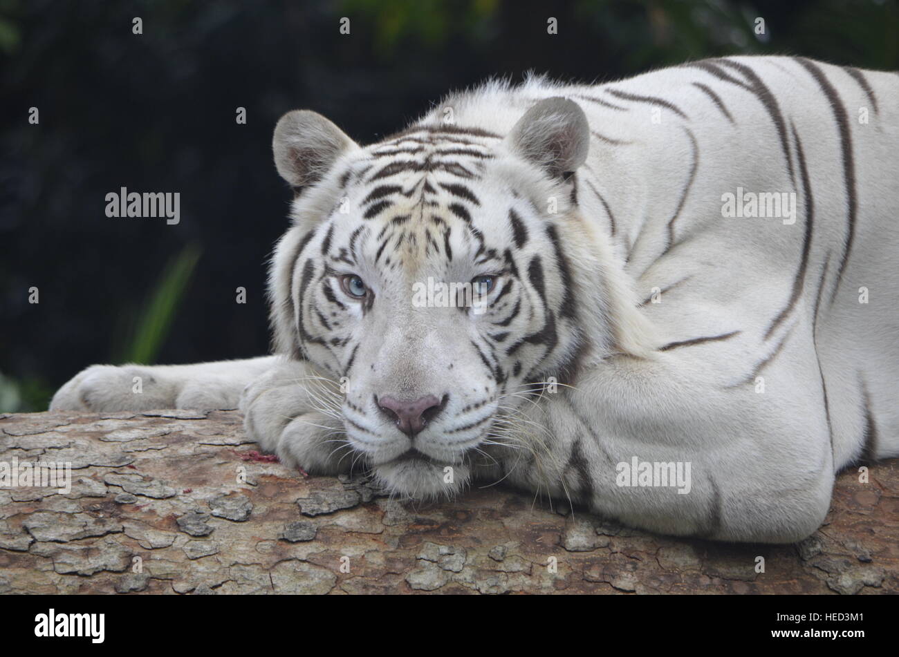 Omar el tigre blanco. Foto de stock