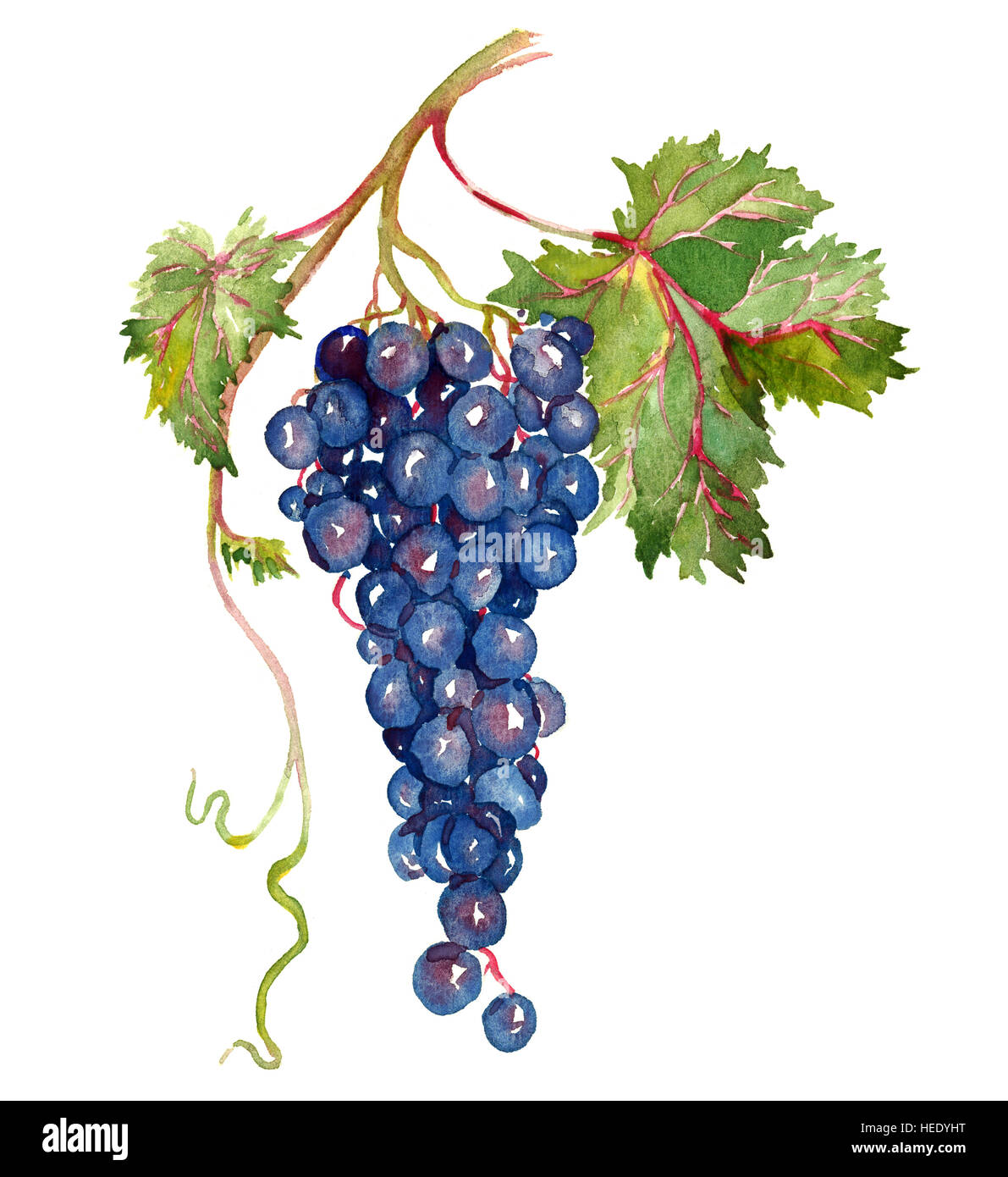 Racimo de uvas rojas con hojas pintadas a mano, ilustración acuarela  Fotografía de stock - Alamy