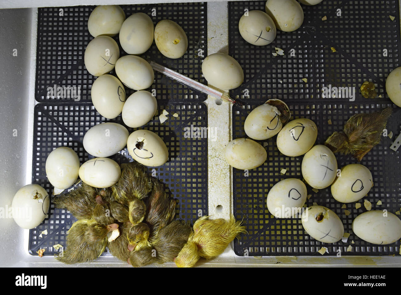 La eclosión de los huevos de patos de un pato almizclado en una incubadora. El cultivo de aves de corral. Foto de stock