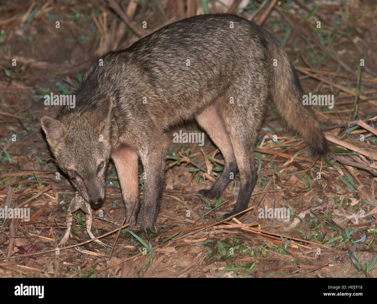 CrabEating Fox (Cerdocyon thous) comer una rana Fotografía de stock