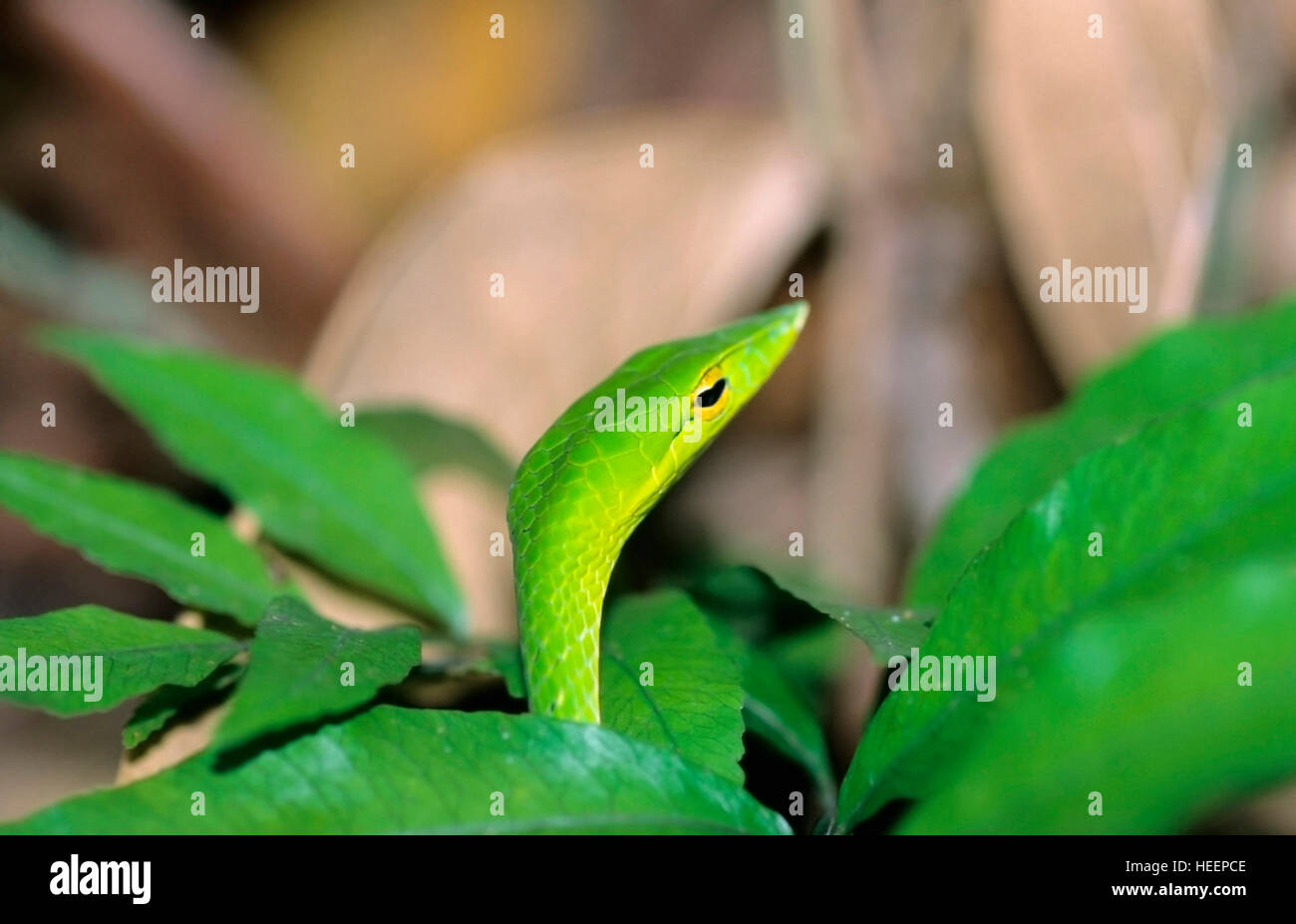 Vid verde Serpiente, Ahaetulla nasuta Foto de stock