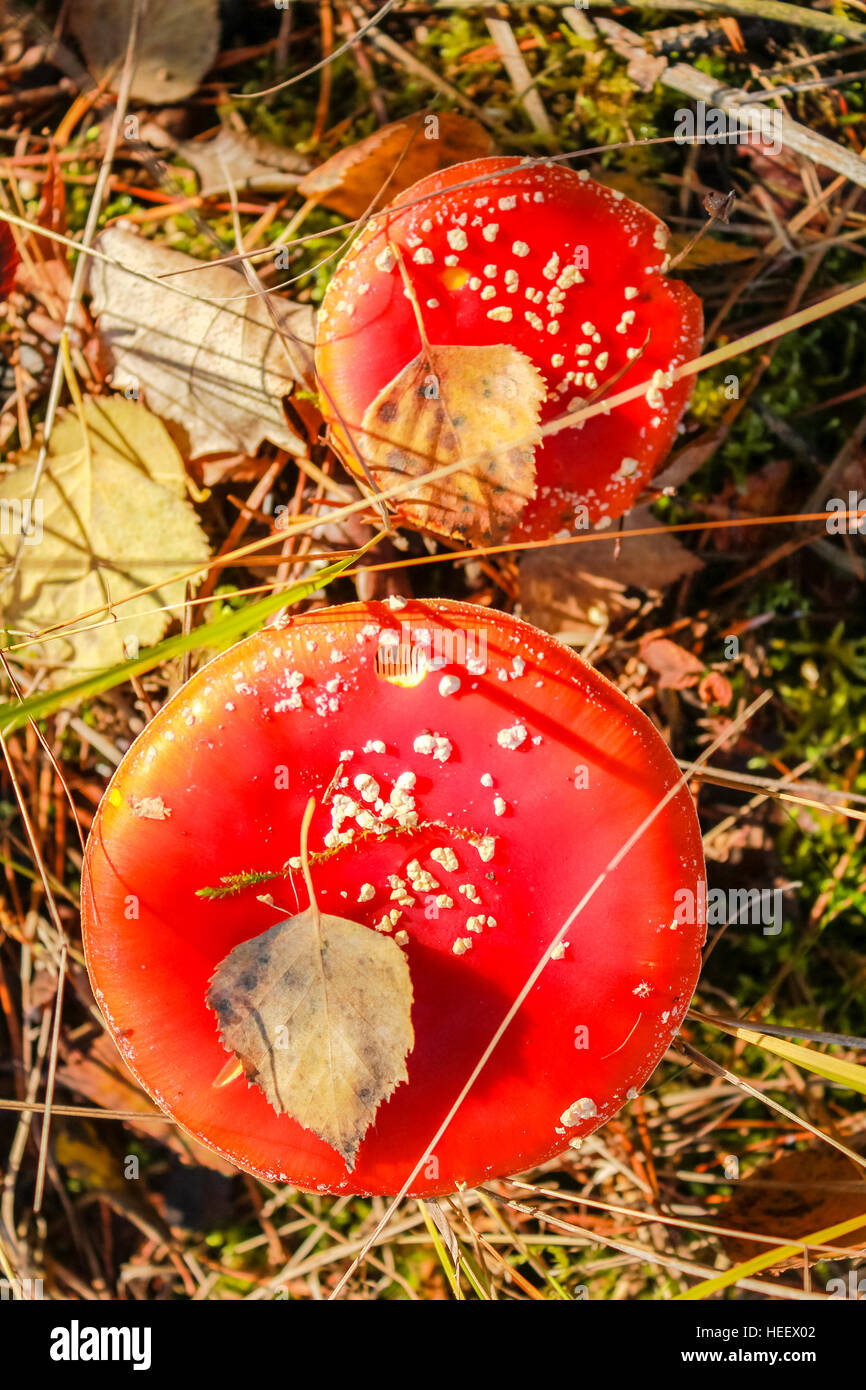 Amanita muscaria, setas venenosas Foto de stock