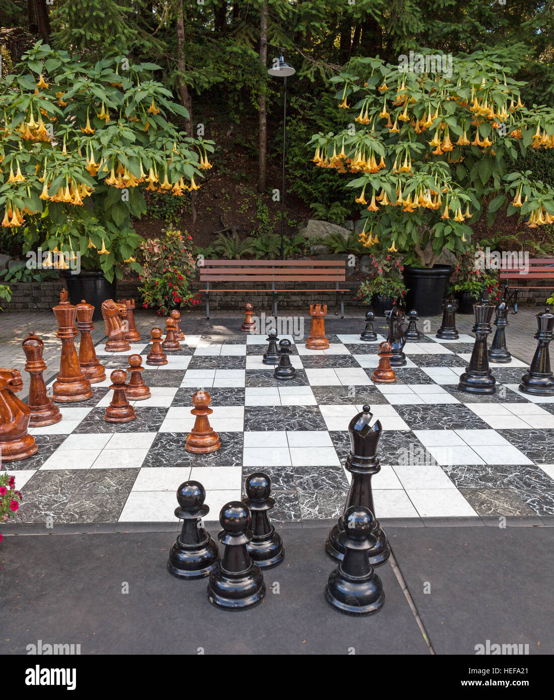 Un juego de ajedrez al aire libre con una trompeta Angels (Brugmansia) árbol del fondo en los Jardines Butchart, Isla de Vancouver, British Columbia, Canadá Foto de stock