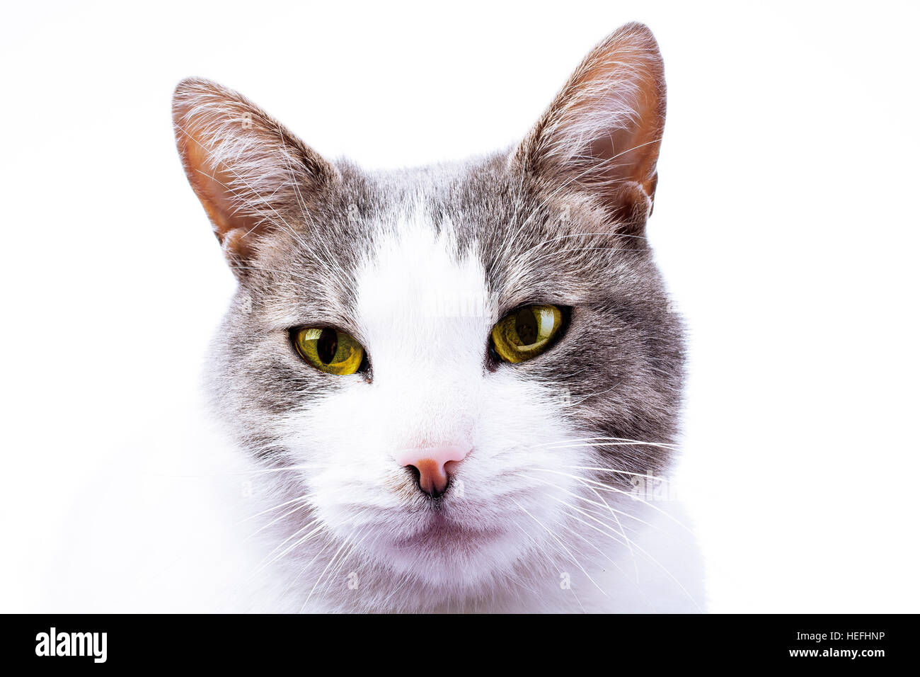Gatito gato fondo de pantalla Fotografía de stock - Alamy
