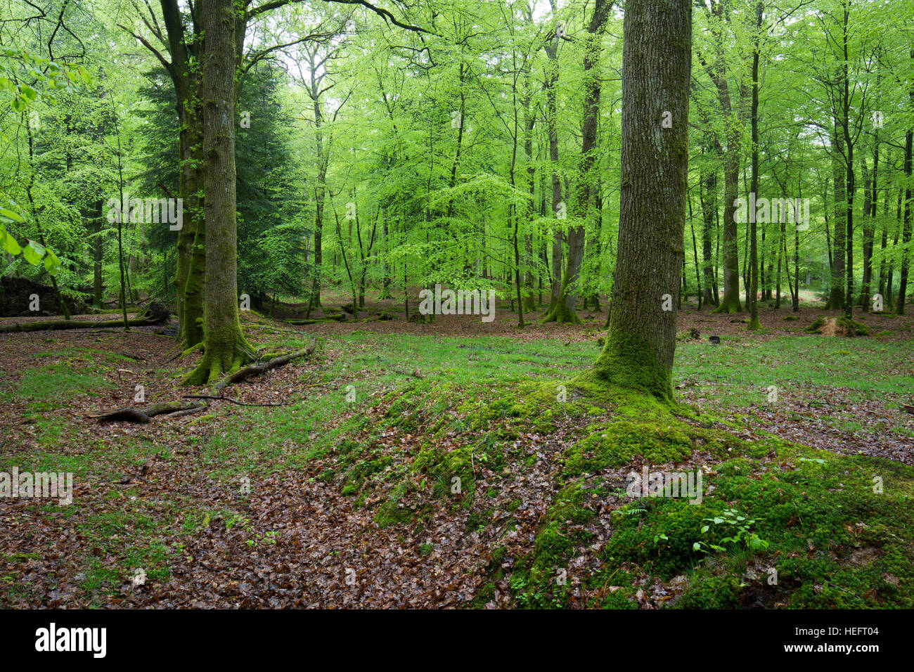Banco y reguera; bosques; Nuevo Bosque; UK Foto de stock