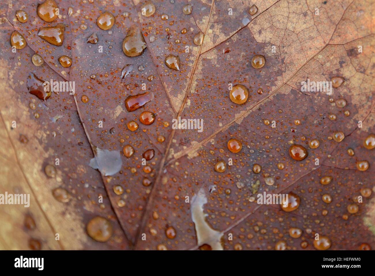 La contaminación de hojas marrones y rocío matinal Foto de stock