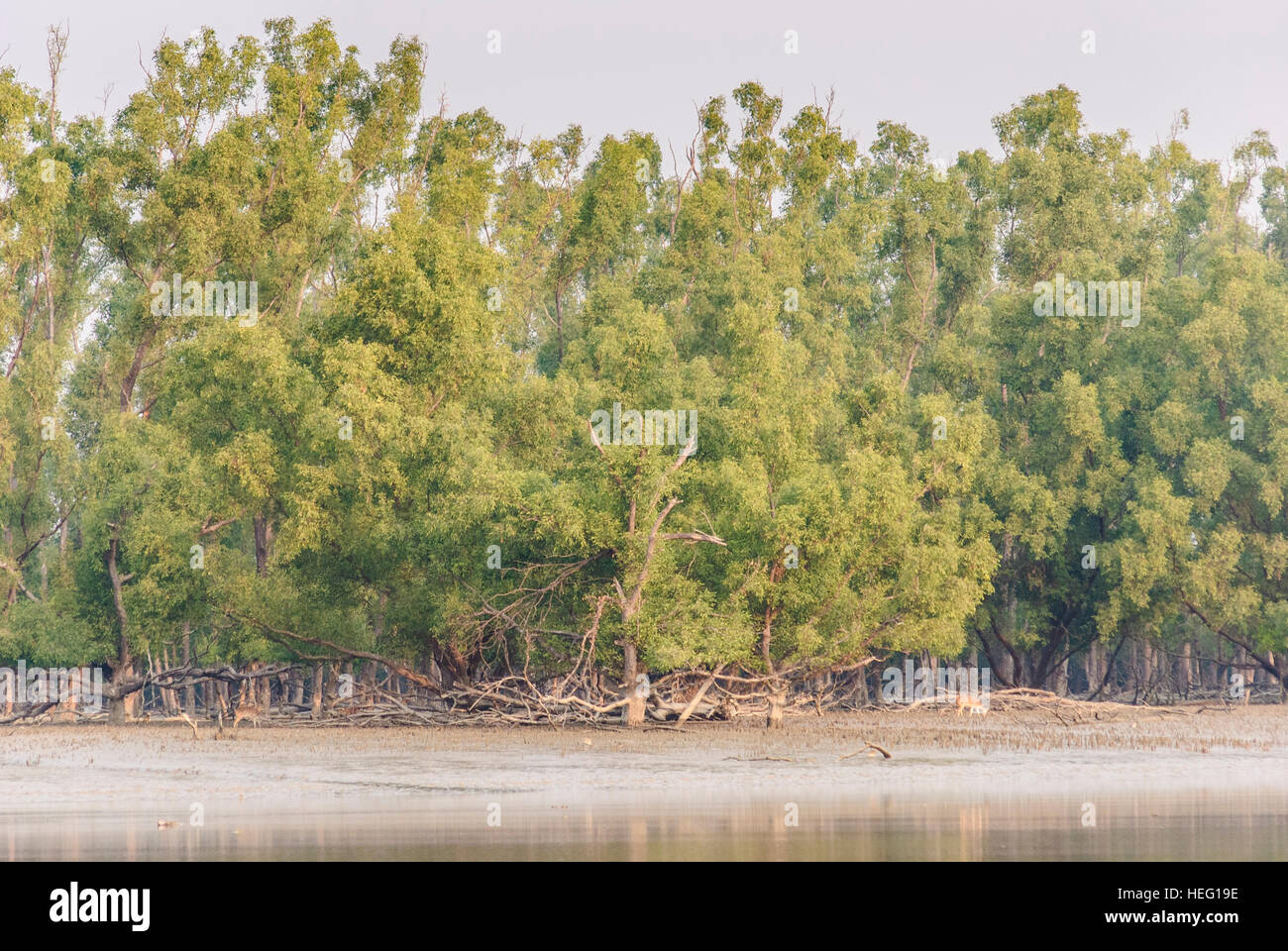 Parque Nacional Sundarbans: Ciervo Axis (Axis axis) entre árboles Sundari, División de Khulna, Bangladesh Foto de stock