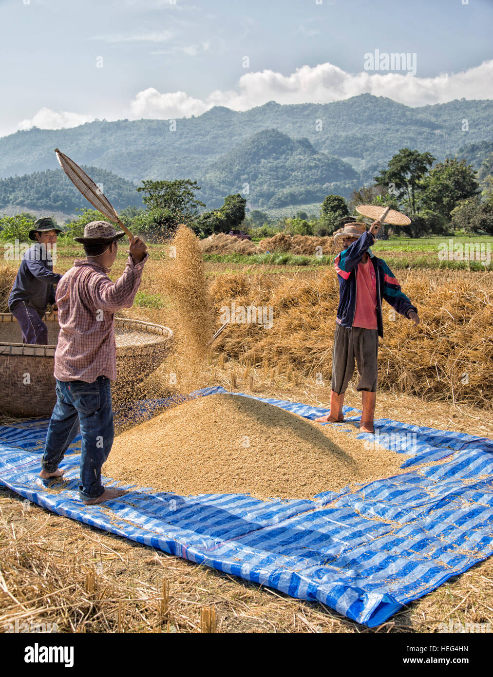 Cosecha de arroz tradicionales, provincia de Chiang Rai, Tailandia Foto de stock
