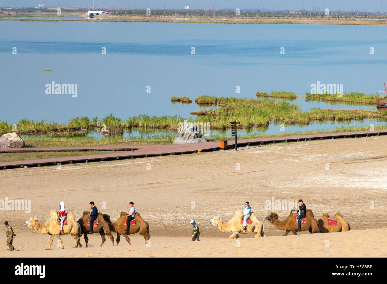 Los turistas montar camellos en el desierto en Sand Lake zona escénica, Shizuishan, Ningxia, China Foto de stock