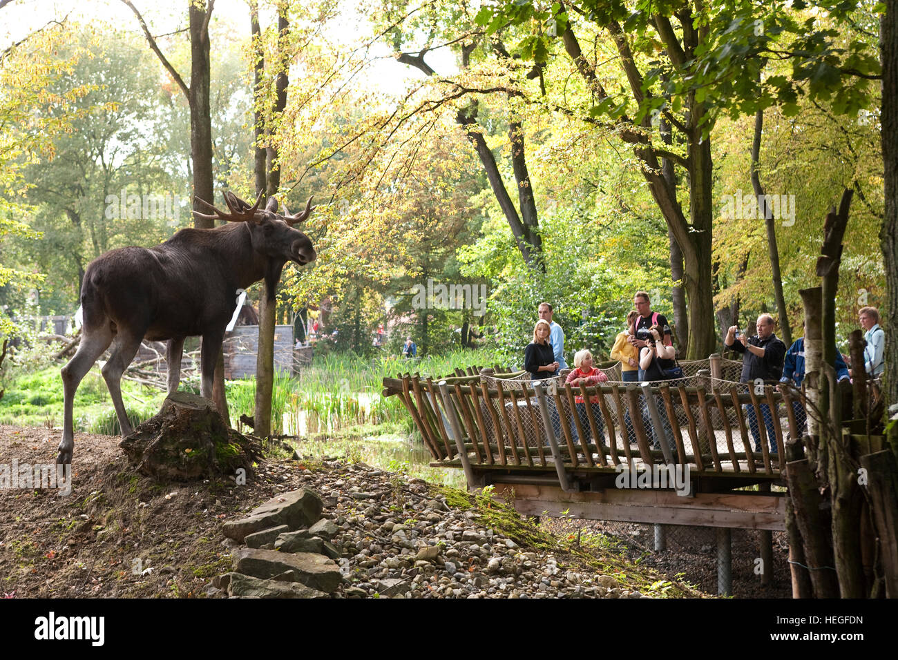 DEU, Alemania área de Ruhr, Gelsenkirchen, el zoológico, el ELK. Foto de stock