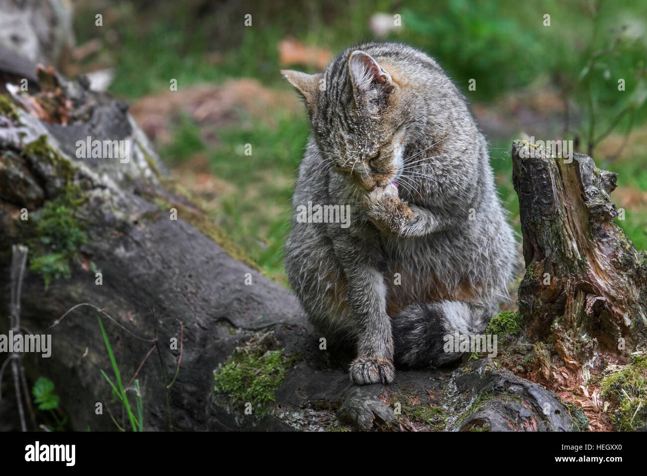 Gato montés europeo (Felis silvestris silvestris) lamiendo forepaw en bosque Foto de stock
