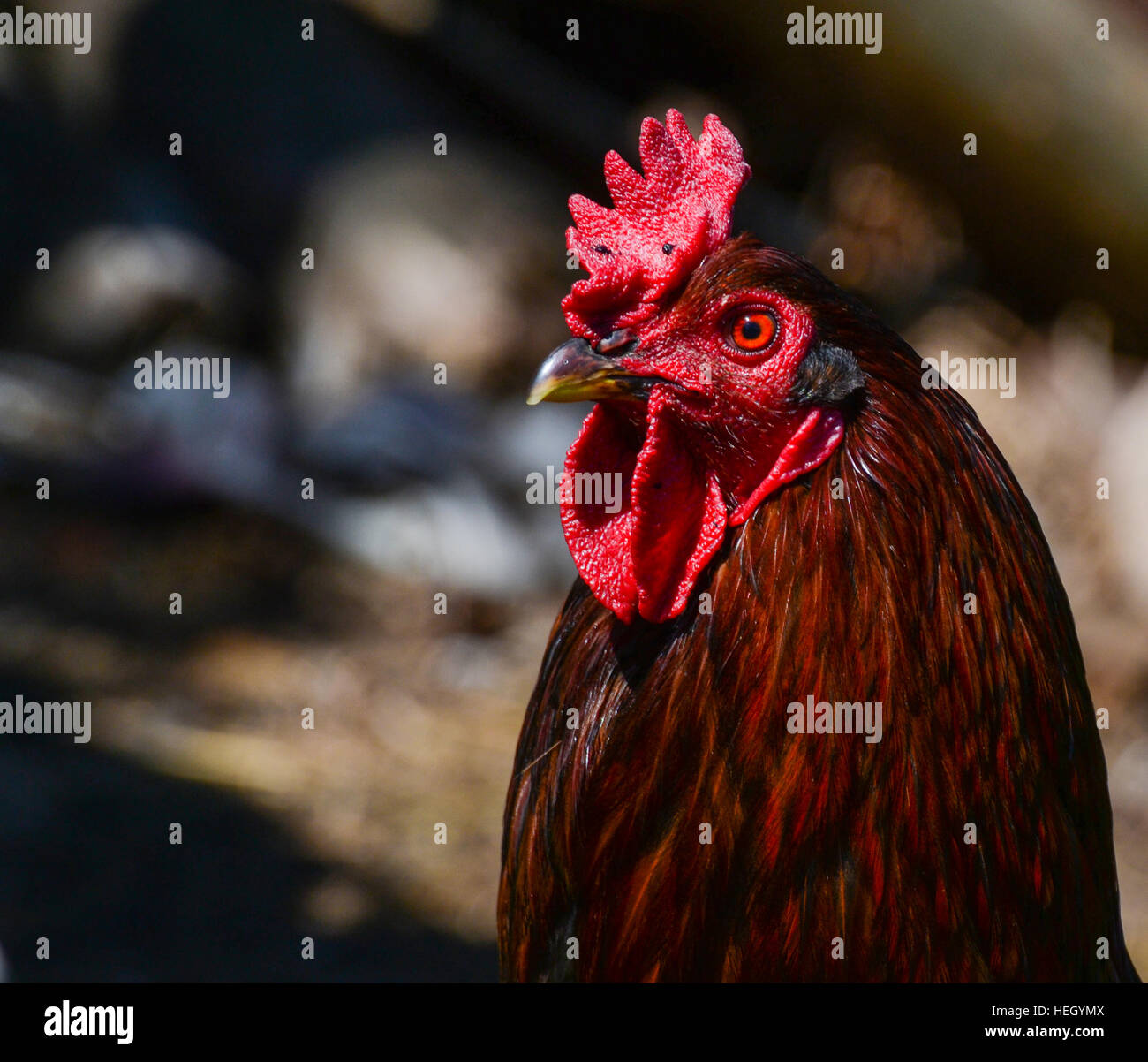 El gallo de la granja avícola. Foto de stock