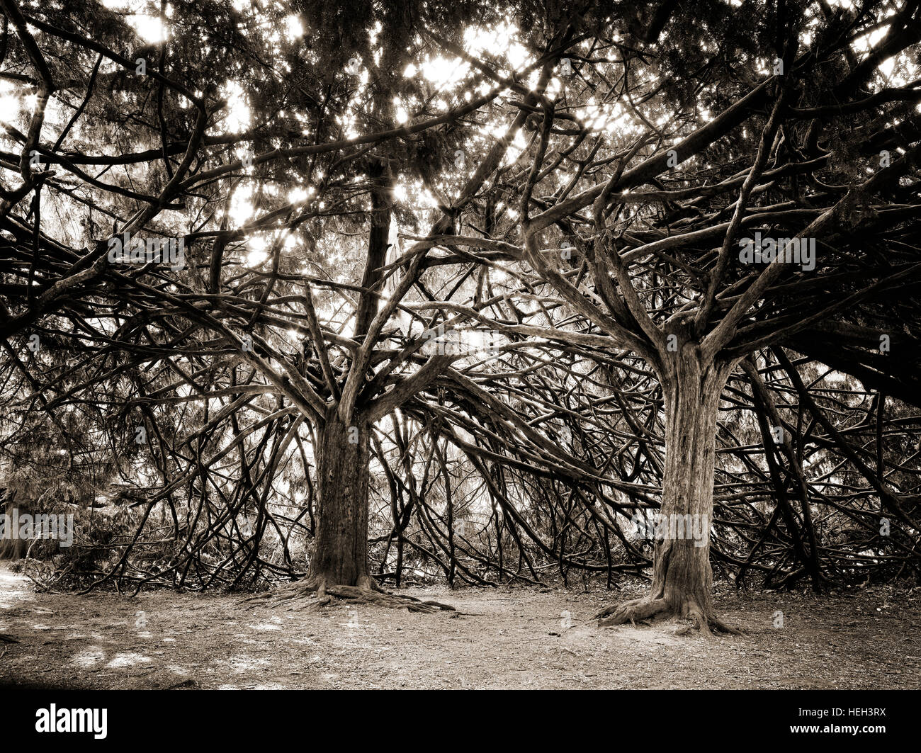 Dos extraños árboles entrelazados con las sucursales en el parque al aire libre Foto de stock