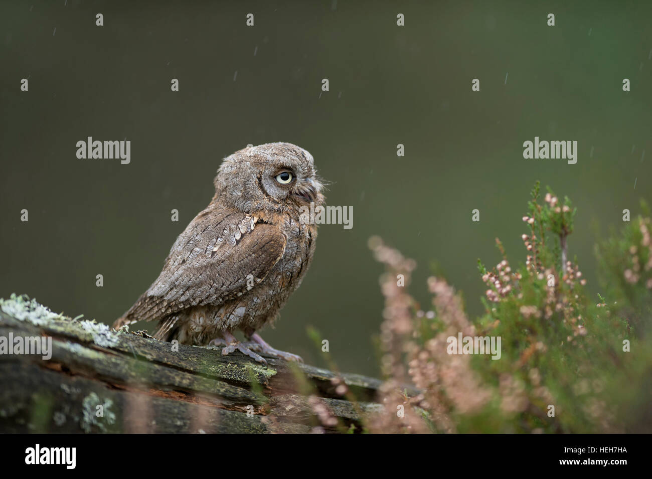 Autillo euroasiático ( autillo (Otus ), sentada sobre un trozo de madera podrida, gracioso pájaro pequeño, parece molesto en un día lluvioso. Foto de stock