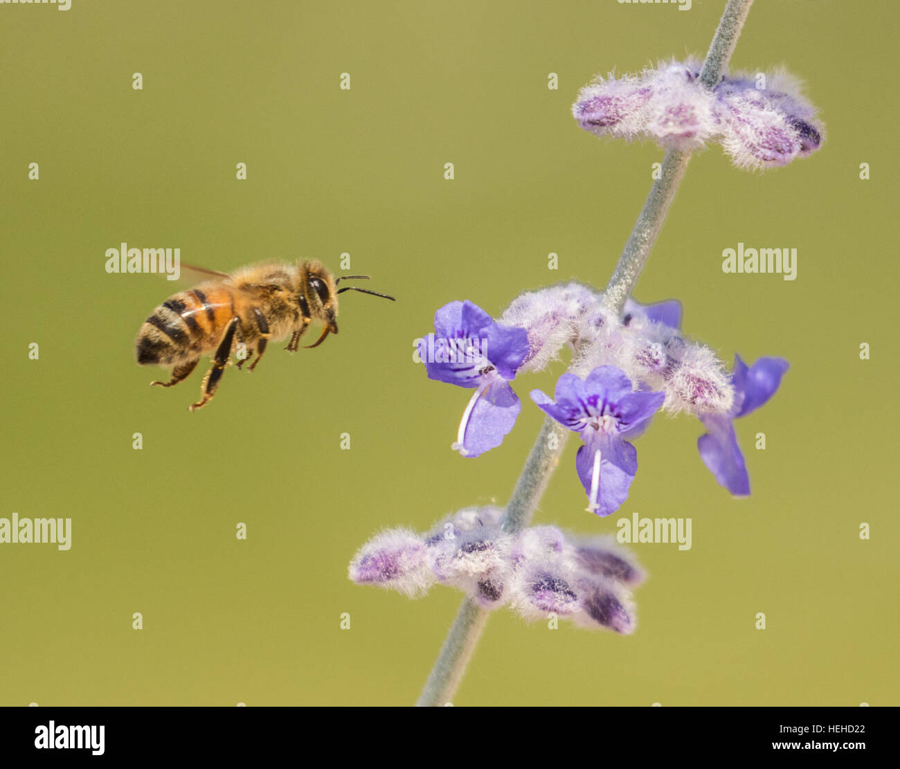 Miel de abejas en vuelo para una planta Salvia rusa Foto de stock