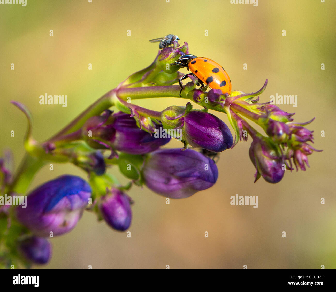 Ladybug cumple una abeja en Rocky Mountain planta Penstemon Foto de stock