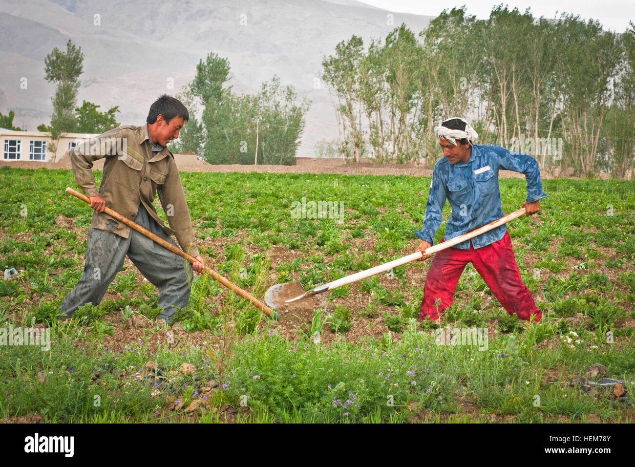 La provincia de Bamyan, Afganistán - Dos agricultores tienden a un campo de patatas, cerca de la ciudad de Bamyan el 16 de junio de 2012. Muchas de las explotaciones de la zona aún están sembradas y cosechadas enteramente a mano. El equipo provincial de reconstrucción de Bamyan ha estado luchando para sustituir estos tipos de técnicas agrícolas anticuadas con la mecanización (tractores) y otros adelantos modernos. Las papas se han convertido en el principal cultivo comercial de la provincia, aportando millones de dólares a su economía cada año. (Ee.Uu. Foto por sargento del ejército. Ken Cicatriz, móvil 7º destacamento de Asuntos Públicos) a los agricultores afganos en Bamyan-2 Foto de stock