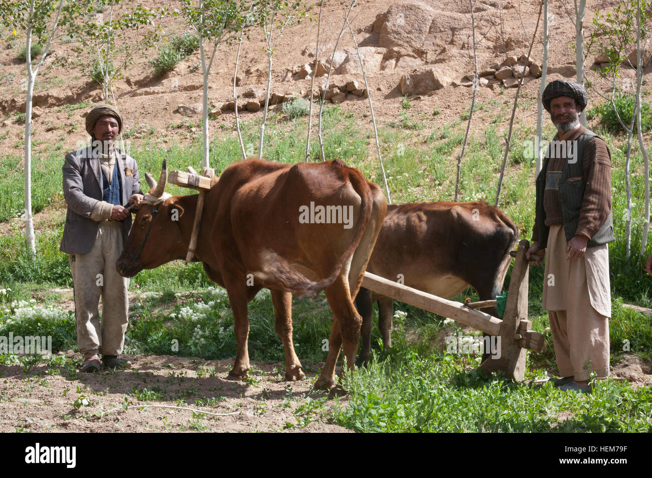 La provincia de Bamyan, Afganistán - Saywed Khadin (izquierda), un granjero de patata, posa con su equipo de bueyes y uno de sus peones en su granja al noroeste de la ciudad de Bamyan el 16 de junio de 2012. El equipo provincial de reconstrucción de Bamyan ha estado luchando para sustituir estos tipos de técnicas agrícolas anticuadas con la mecanización (tractores) y otros adelantos modernos. Las papas se han convertido en el principal cultivo comercial de la provincia, aportando millones de dólares a su economía cada año. (Ee.Uu. Foto por sargento del ejército. Ken Cicatriz, móvil 7º destacamento de Asuntos Públicos) a los agricultores afganos en Bamyan-3 Foto de stock