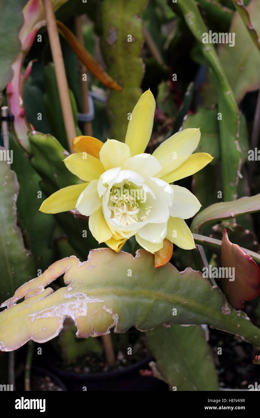Cerrar imagen de blanco o Epiphyllum híbrido conocido como orquídeas, cactus Epicactus 'blanco esplendor' Foto de stock