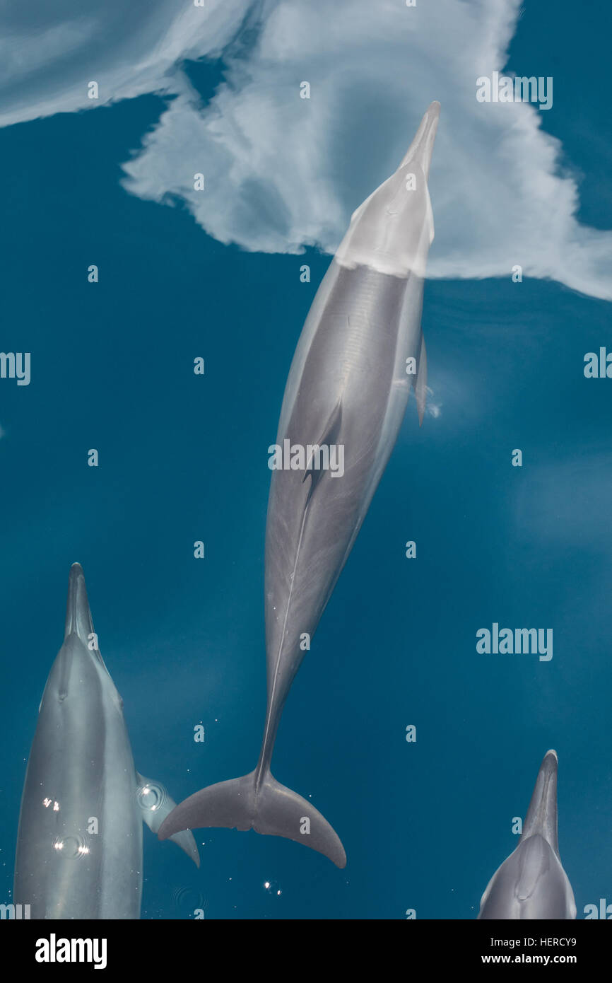 Delfines crucero a través de las soleadas aguas de las Islas Salomón. Este cetáceo generalizada es muy acrobático. Foto de stock