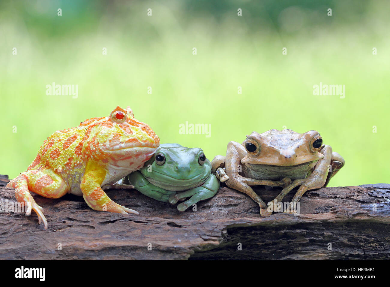 Tres ranas sentados en un tronco, Indonesia Foto de stock