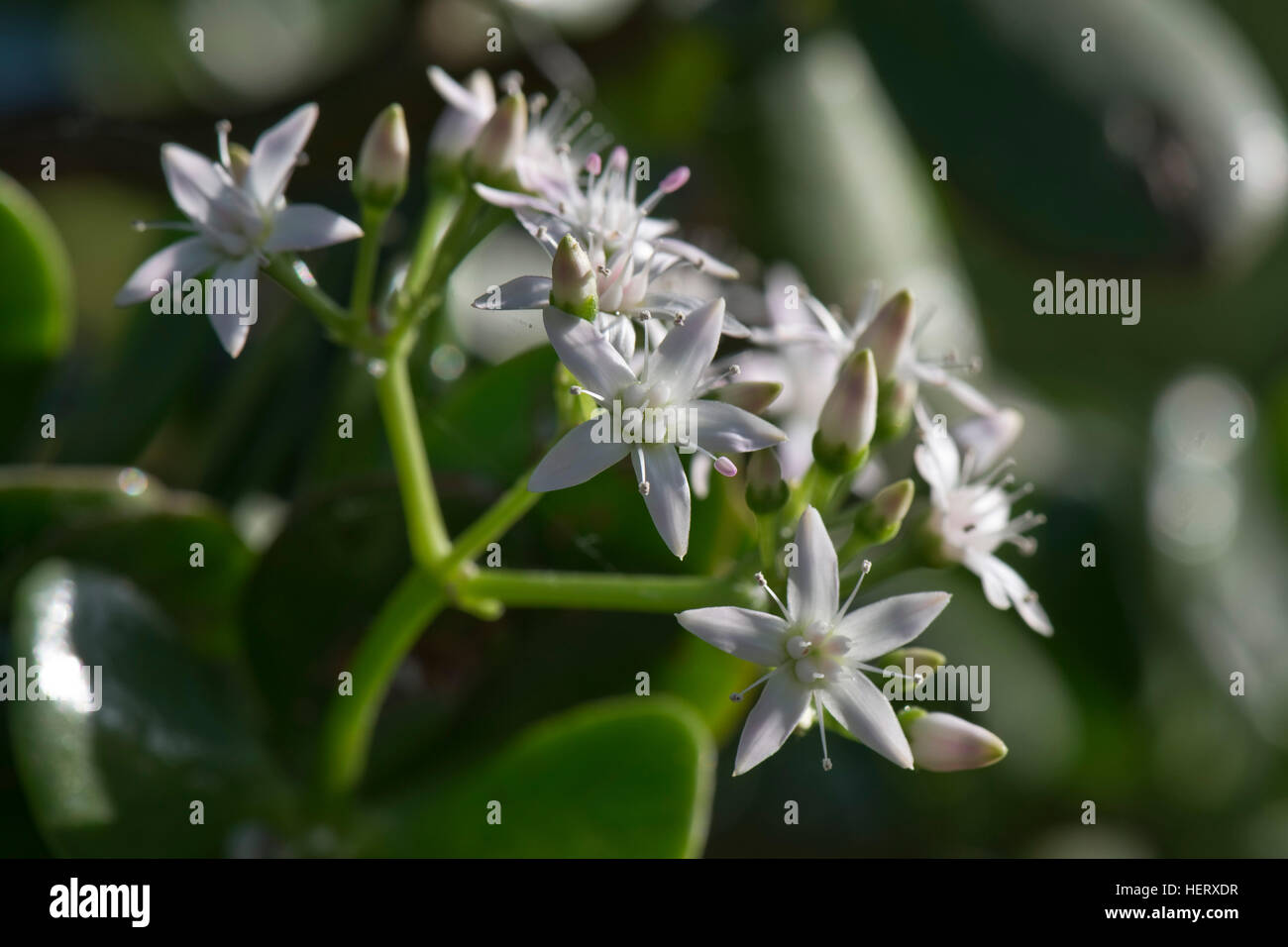 Árbol de dinero, jade tree, árbol de la suerte, Crassula ovata, flores blancas sobre las suculentas houseplant Foto de stock
