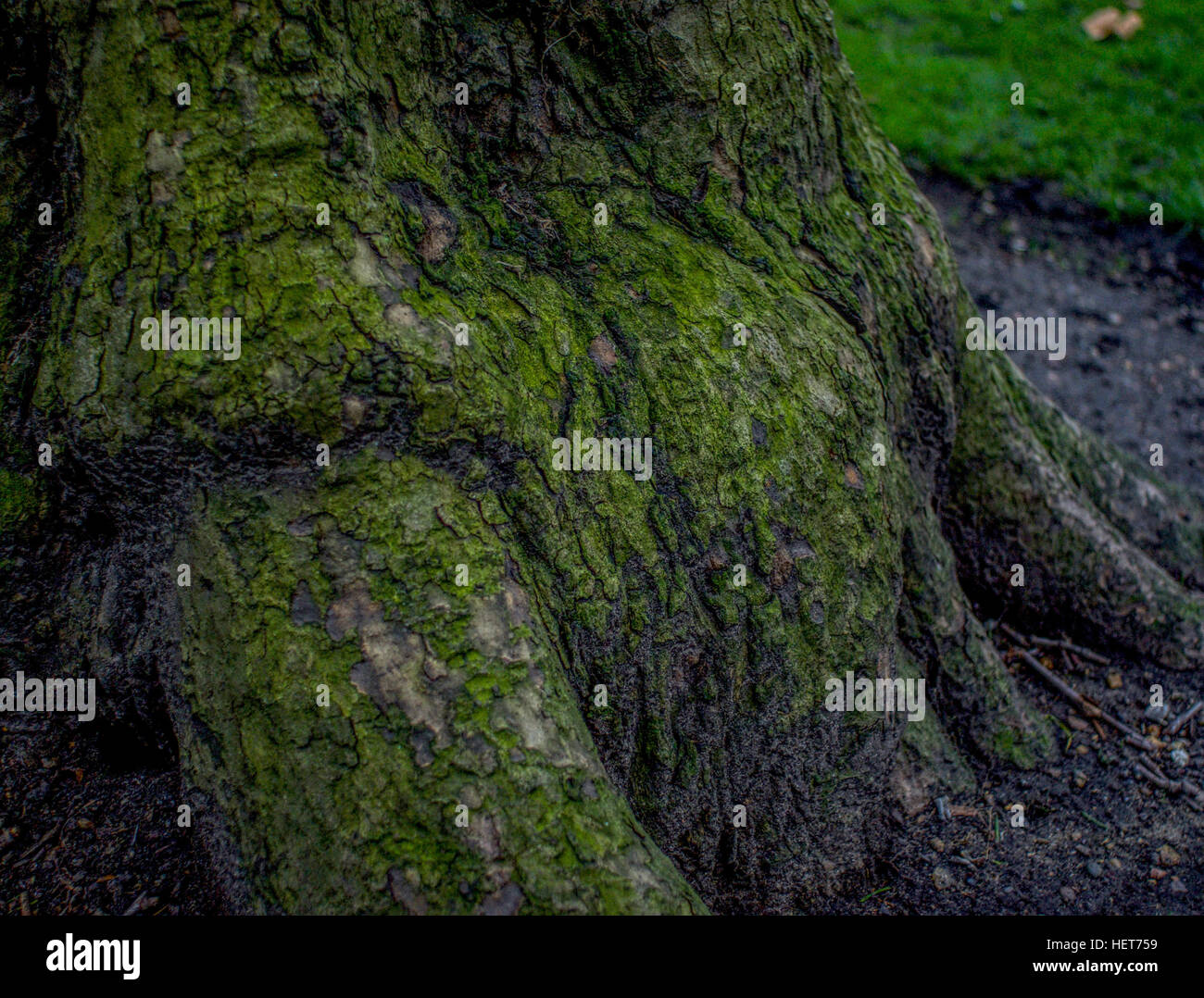 Close-up de un árbol Foto de stock