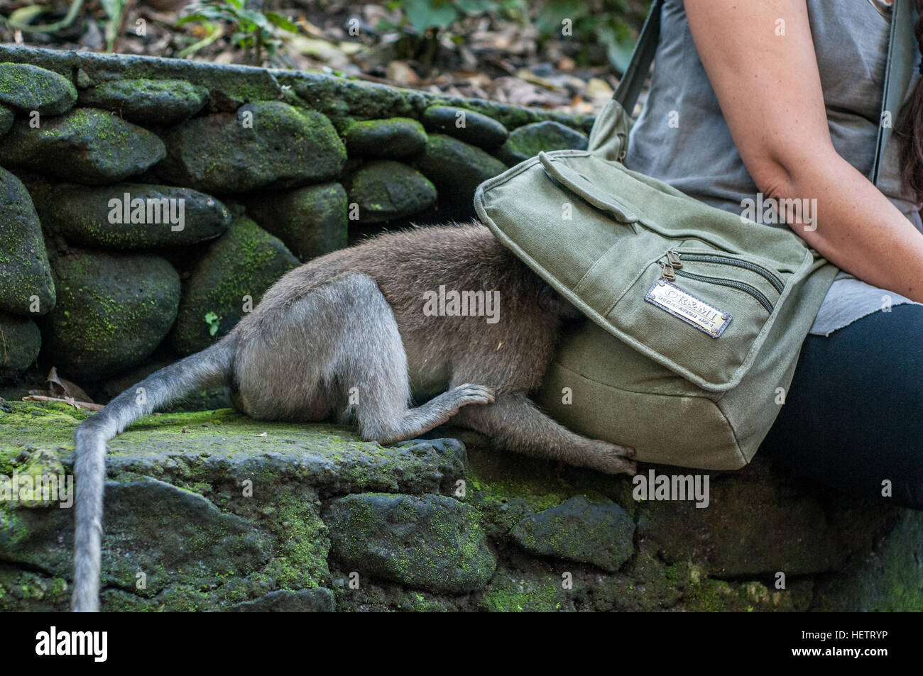 Mono en la sagrada Monkey Forest intentando robar algo de un turista Foto de stock