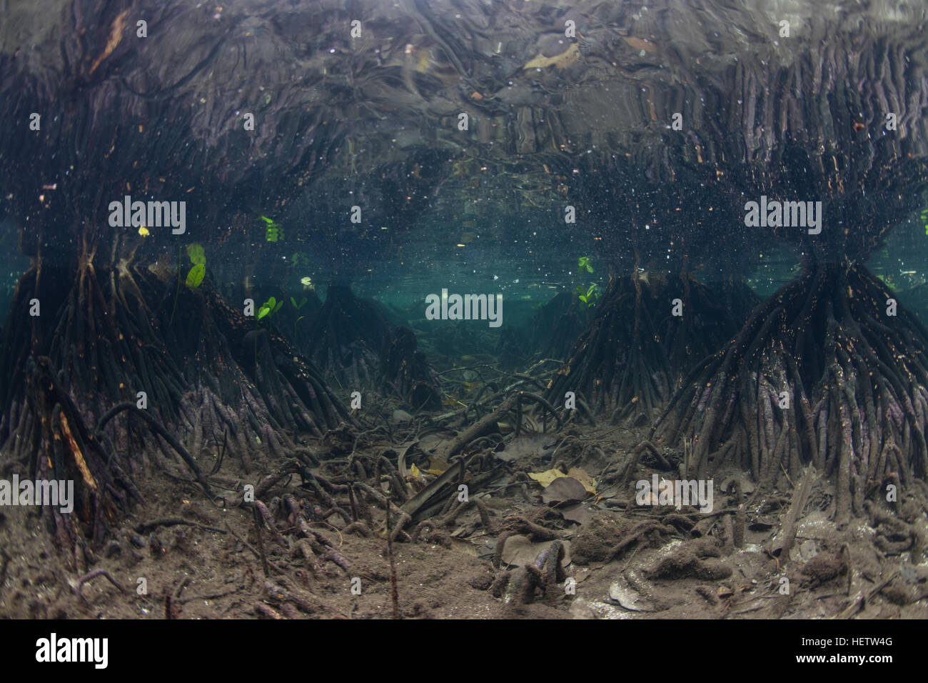 Las raíces del mangle apoyo árboles que crecen a lo largo del borde de una  remota isla en las Islas Salomón Fotografía de stock - Alamy