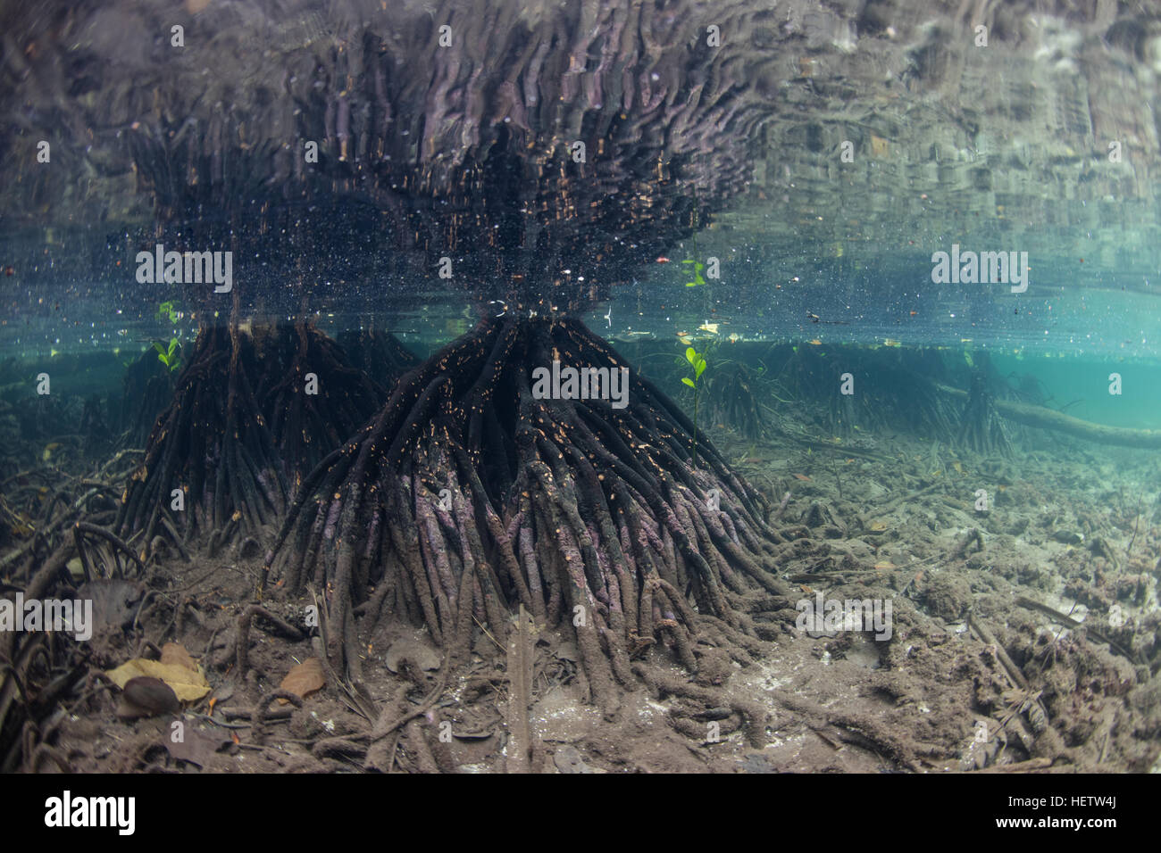 Descendiendo en aguas poco profundas, las raíces del mangle apoyar los  árboles que crecen en el borde de una isla en las Islas Salomón Fotografía  de stock - Alamy