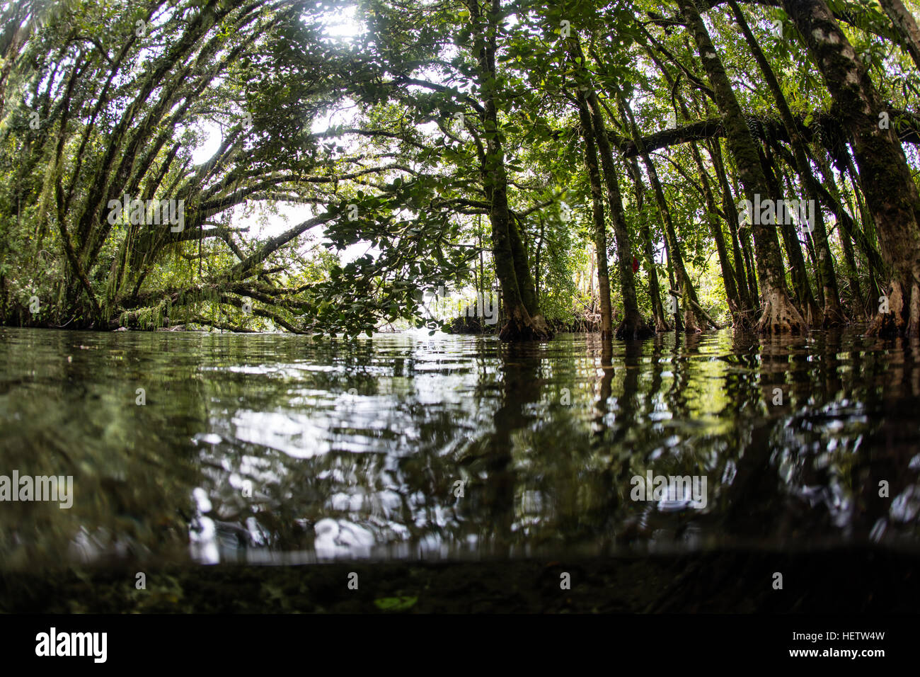 En las Islas Salomón una densa y hermosa jungla, creciendo en el borde de una remota isla, domina las aguas costeras. Foto de stock