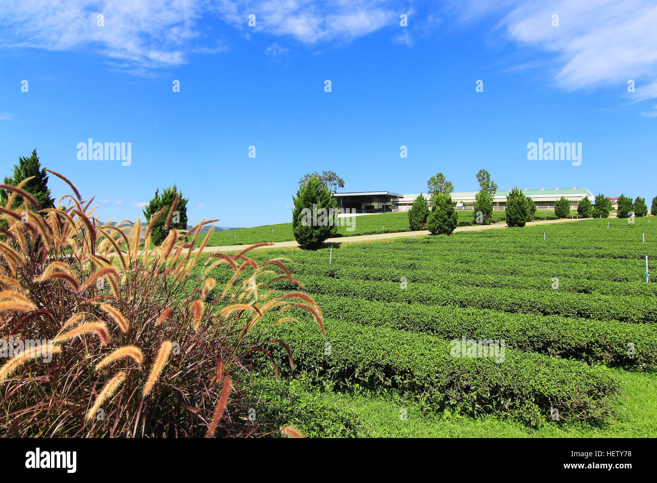 Fuente de Pennisetum pasto en la plantación de té con fondo de cielo azul Foto de stock