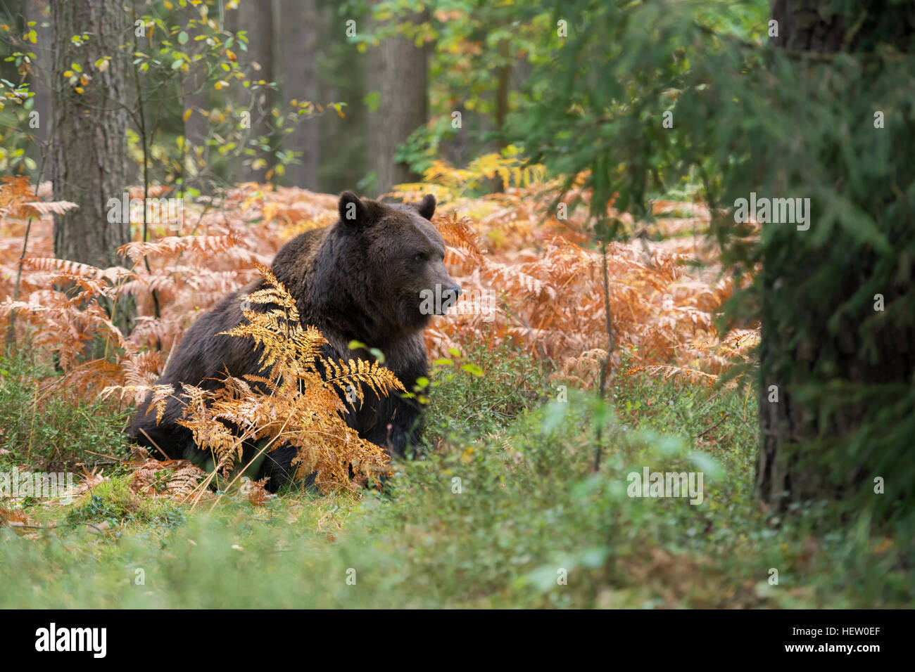 Oso Pardo europeo / Braunbaer ( Ursus arctos ) sentado en la espesura de un bosque, en colores otoñales helecho. Foto de stock