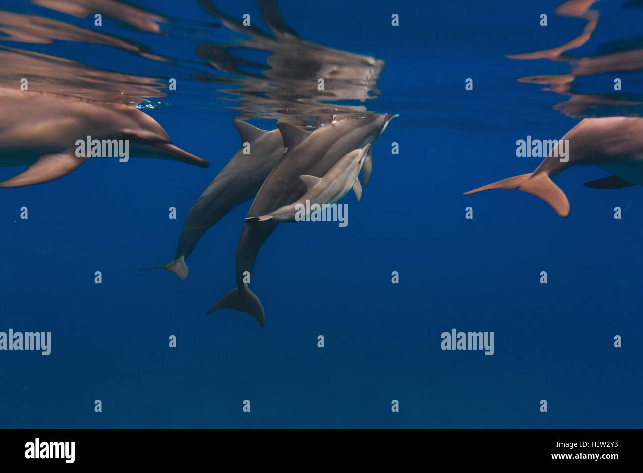 Delfines nadando en el mar Foto de stock