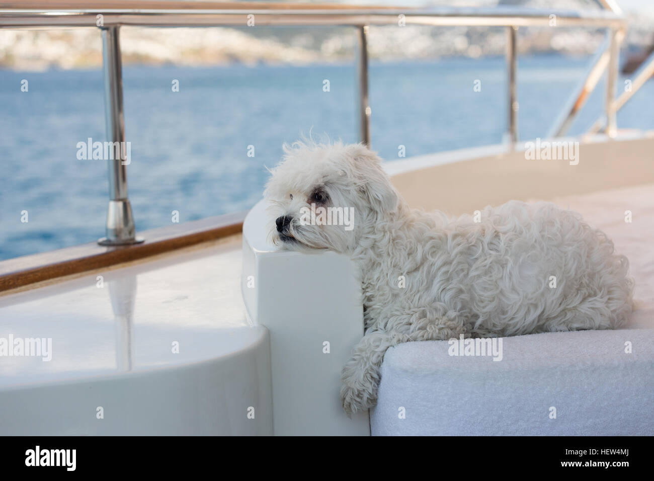 Perro maltés sobre la cubierta de un barco de vela Foto de stock