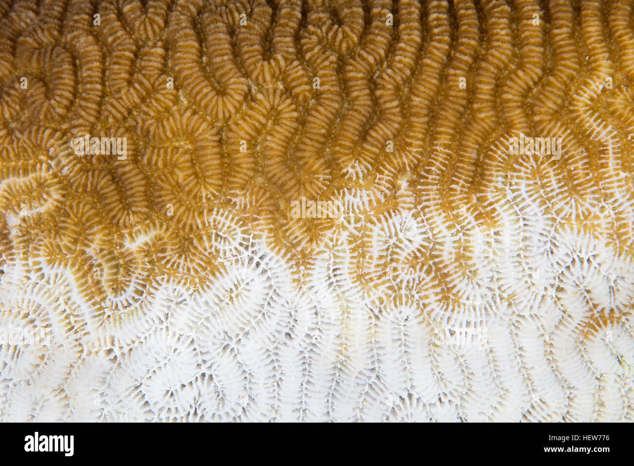 Una colonia de coral en el Pacífico ha comenzado a lejía, expulsando a sus zooxantelas simbióticas, debido a las altas temperaturas en la superficie del mar, Foto de stock